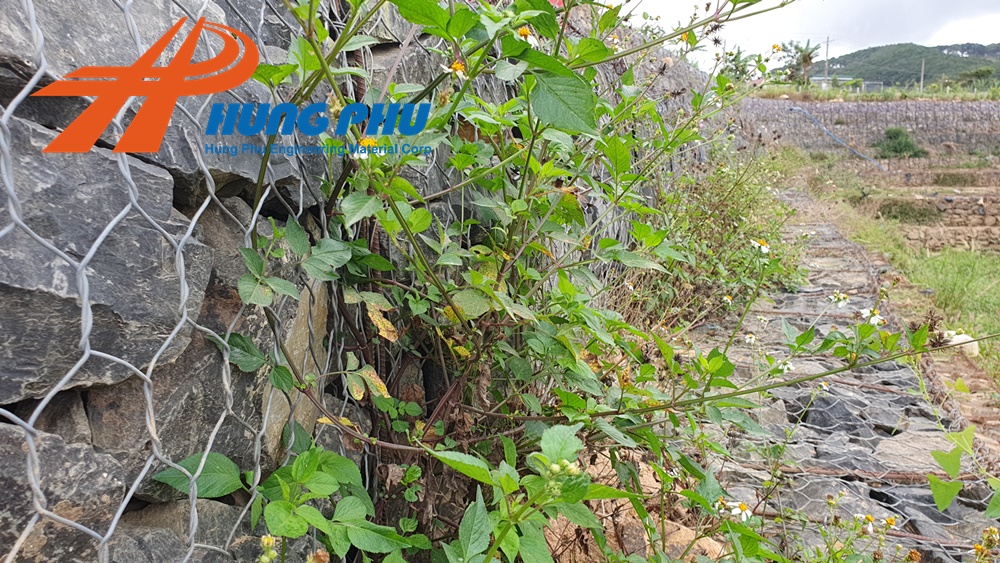 Thi công kè rọ đá trường chắn trọng lực - Dự án kè sông Đa Nhim - Lâm Đồng 51 thi công kè rọ đá