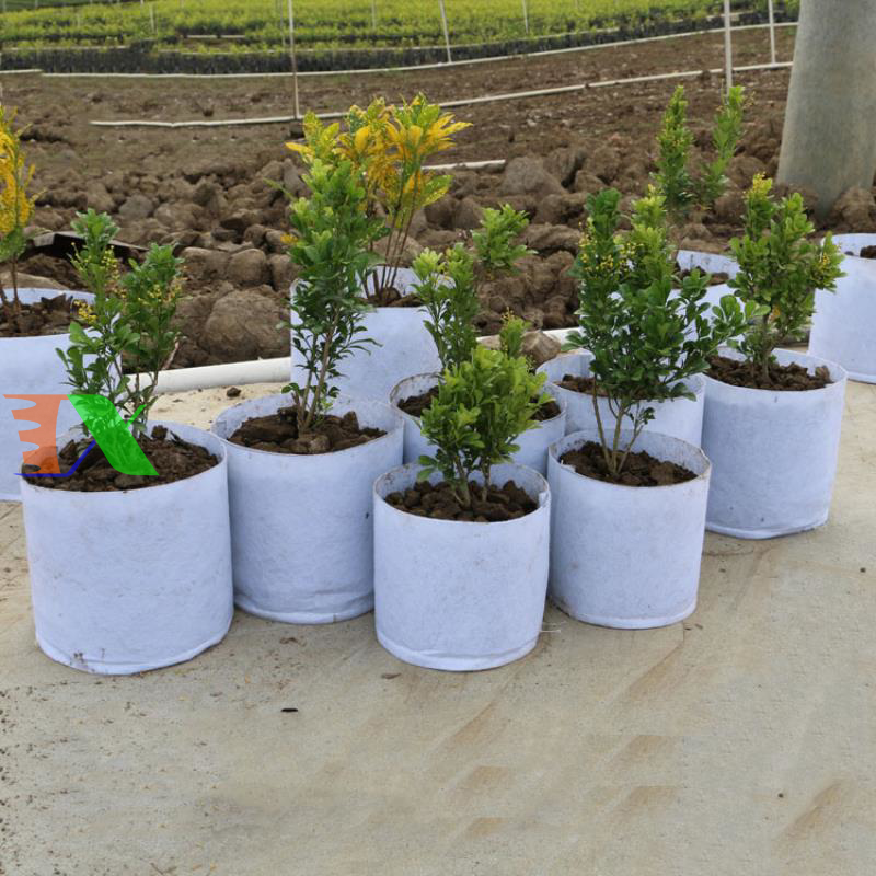 Trồng cây bằng túi vải Một cách tiết kiệm, bền vững và thân thiện với môi trường