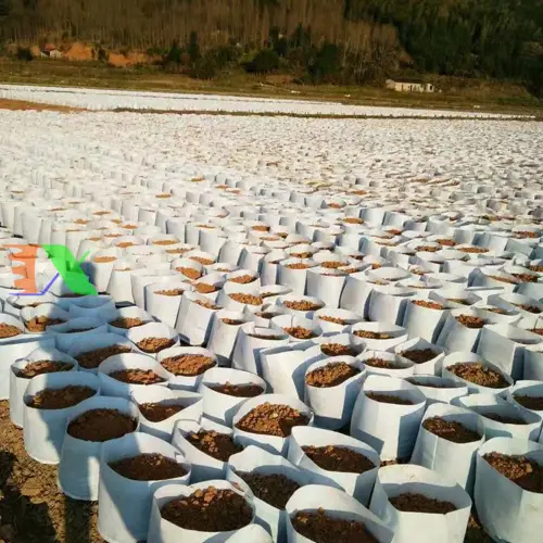 Túi Trồng Cây 2 Quai - Giải Pháp Tuyệt Vời Cho Người Yêu Thích Cây Cảnh