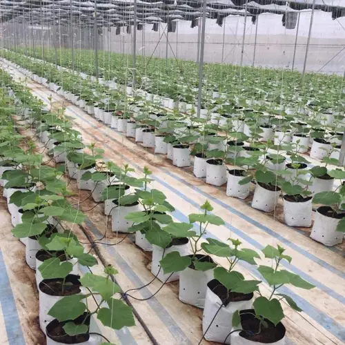 Túi trồng rau sạch - Cách dễ dàng và tiết kiệm để có một vườn rau tươi ngon