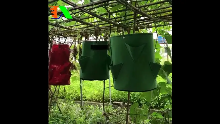 Túi trồng rau treo tường Giải pháp trồng rau sạch tiện lợi cho mọi nhà