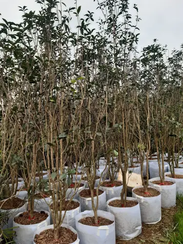 Túi Vải Không Dệt Một Giải Pháp Bảo Vệ Môi Trường Dành Cho Việc Ướm Cây