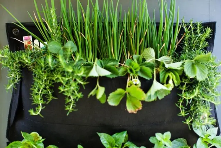 Túi Vải Trồng Rau – Giải Pháp Xanh Cho Nông Nghiệp Hiện Đại