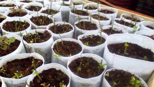 Túi Vải Địa Trồng Cây - Giải Pháp Thân Thiện Với Môi Trường