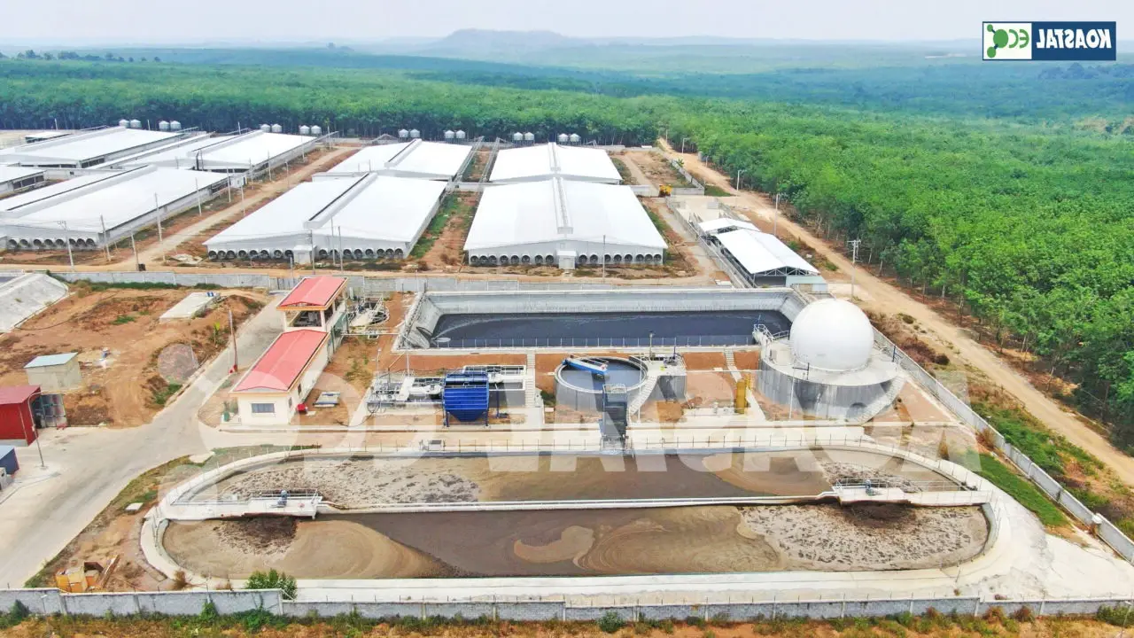 Xử lý nước thải chăn nuôi - Giải pháp bền vững cho ngành nông nghiệp