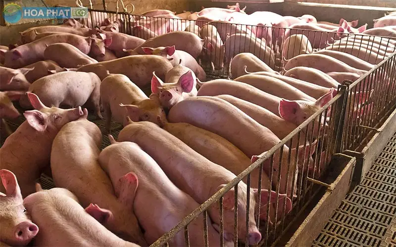 Xử lý nước thải chăn nuôi heo - Giải pháp bền vững cho nông nghiệp hiện đại